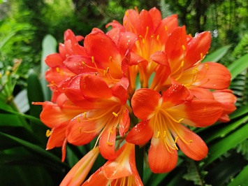 Peradeniya Botanical Gardens